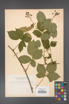 Rubus corylifolius [KOR 27849]