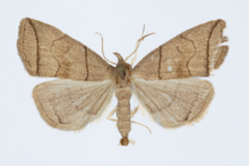 Herminia grisealis