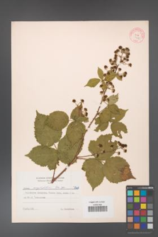 Rubus corylifolius [KOR 7208]