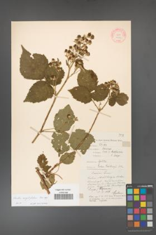 Rubus corylifolius [KOR 10604]