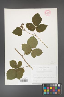 Rubus corylifolius [KOR 50755]