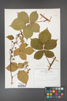 Rubus corylifolius [KOR 50759]