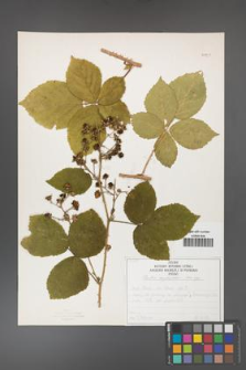 Rubus corylifolius [KOR 50751]