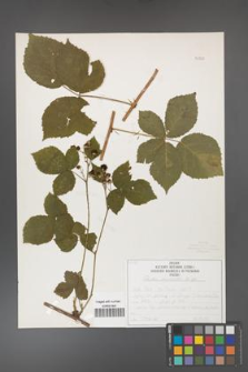 Rubus corylifolius [KOR 50752]