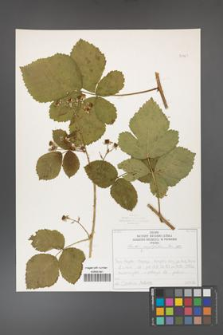 Rubus corylifolius [KOR 50761]