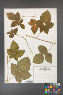 Rubus corylifolius [KOR 50764]
