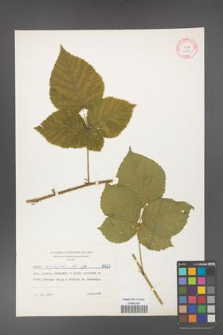 Rubus corylifolius [KOR 10605]