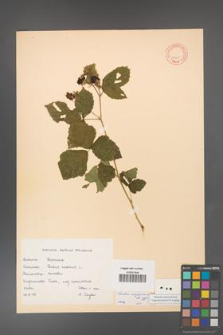 Rubus corylifolius [KOR 10805]