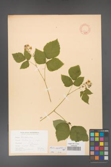 Rubus corylifolius [KOR 10601]