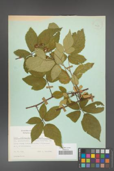 Rubus chaerophylloides [KOR 23728]