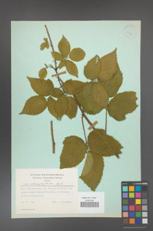 Rubus chaerophylloides [KOR 23727]