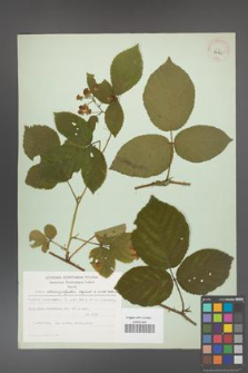Rubus chaerophylloides [KOR 29765]
