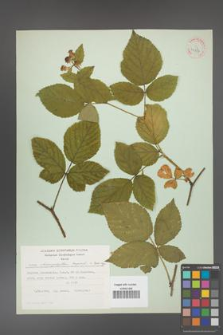 Rubus chaerophylloides [KOR 31537]