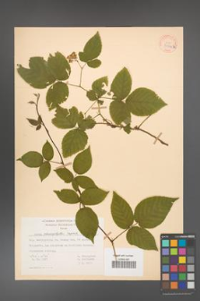 Rubus chaerophylloides [KOR 30504]