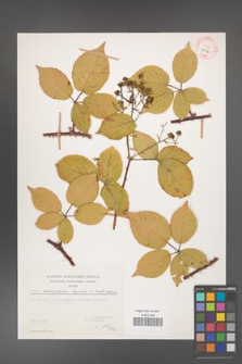 Rubus chaerophylloides [KOR 29766]