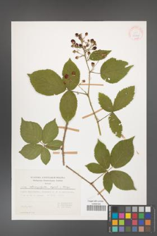 Rubus chaerophylloides [KOR 29784]