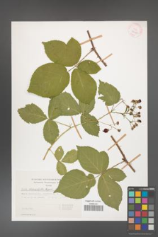 Rubus chaerophylloides [KOR 29767]