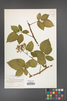 Rubus chaerophyllus [chaerophylloides] [KOR 40488]