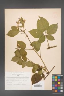 Rubus chaerophylloides [KOR 52495]