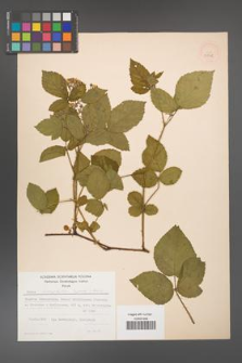 Rubus chaerophylloides [KOR 52548]