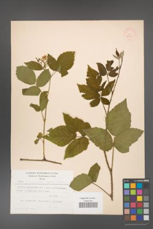 Rubus chaerophylloides [KOR 25414]