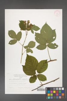 Rubus chaerophylloides [KOR 29458]