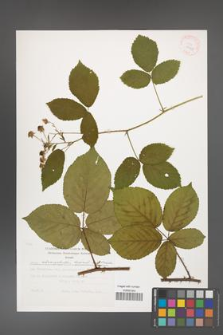 Rubus chaerophylloides [KOR 29456]