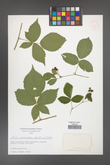 Rubus chaerophylloides [KOR 51608]
