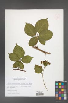 Rubus chaerophylloides [KOR 51624]