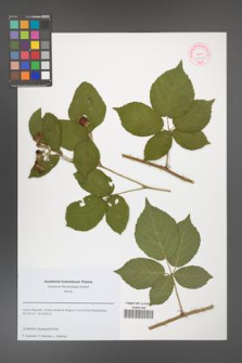 Rubus chaerophylloides [KOR 51642]