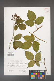 Rubus chaerophylloides [KOR 39058]