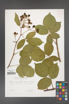 Rubus chaerophylloides [KOR 29554]