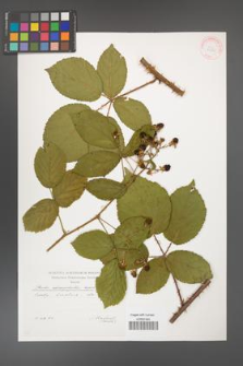 Rubus chaerophylloides [KOR 29555]