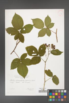 Rubus chaerophylloides [KOR 29556]