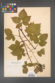 Rubus chaerophylloides [KOR 52606]