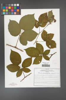 Rubus chaerophylloides [KOR 52097]
