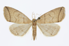 Herminia grisealis