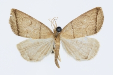 Herminia grisealis