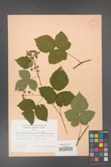 Rubus corylifolius [KOR 22851]