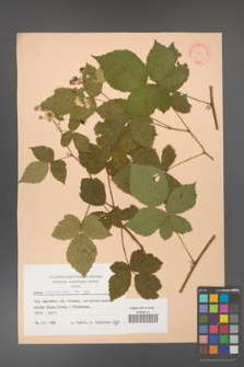 Rubus corylifolius [KOR 31429]
