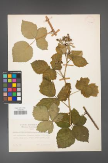 Rubus corylifolius [KOR 24903a]