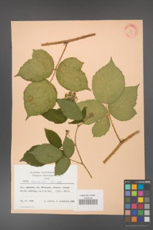 Rubus corylifolius [KOR 31425]