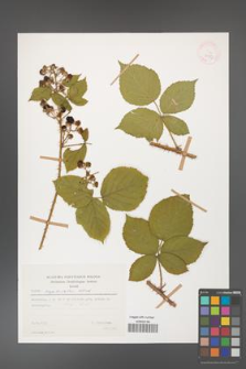 Rubus capitulatus [KOR 29927]