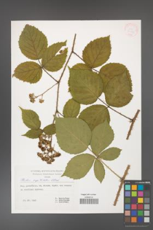 Rubus capitulatus [KOR 30519]