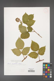 Rubus capitulatus [KOR 30517a]
