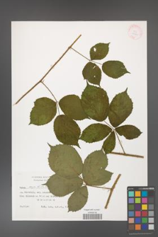 Rubus capitulatus [KOR 29460]