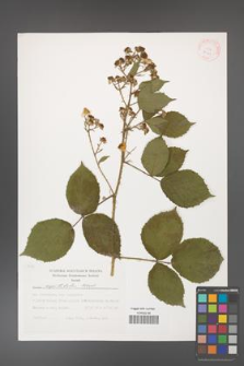 Rubus capitulatus [KOR 29449]