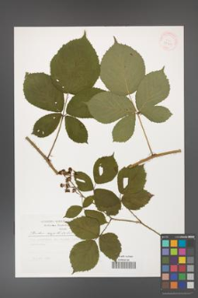 Rubus capitulatus [KOR 29508]