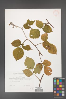 Rubus capitulatus [KOR 38342]