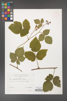 Rubus capitulatus [KOR 38334]